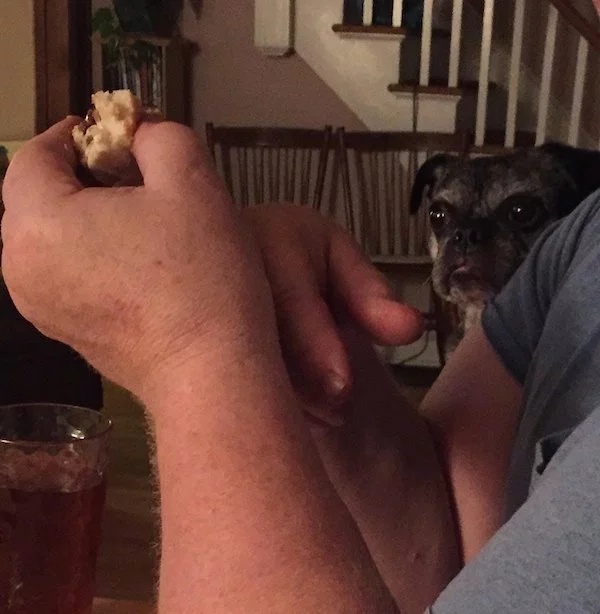 Pets Love Human Food (32 pics)