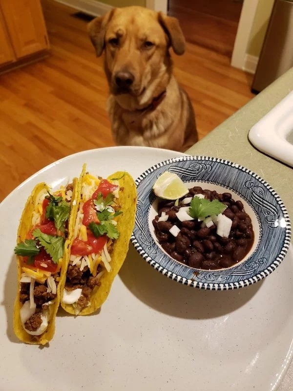 Pets Love Human Food (32 pics)