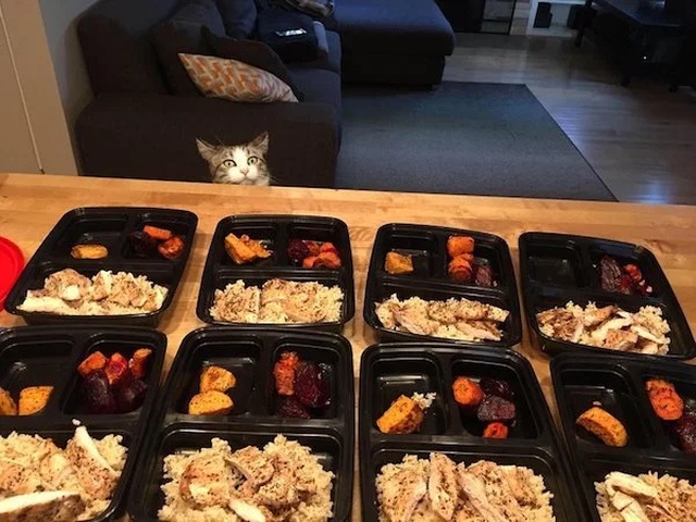 Pets Love Human Food (32 pics)