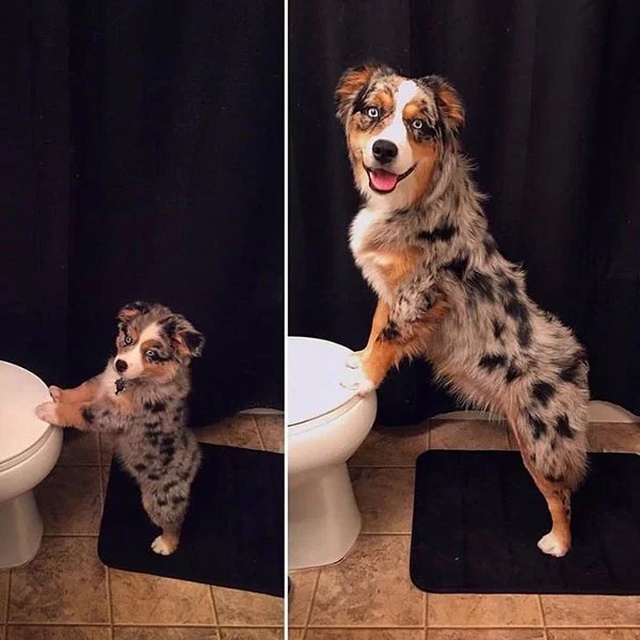 Puppies Become Dogs (29 pics)