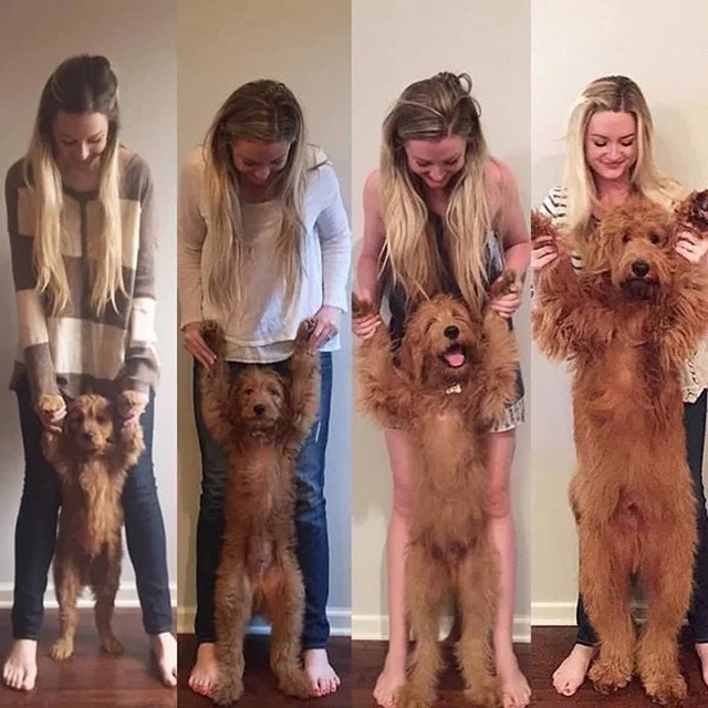 Puppies Become Dogs (29 pics)