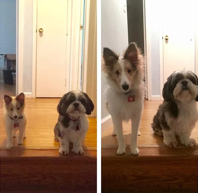 Puppies Become Dogs (29 pics)