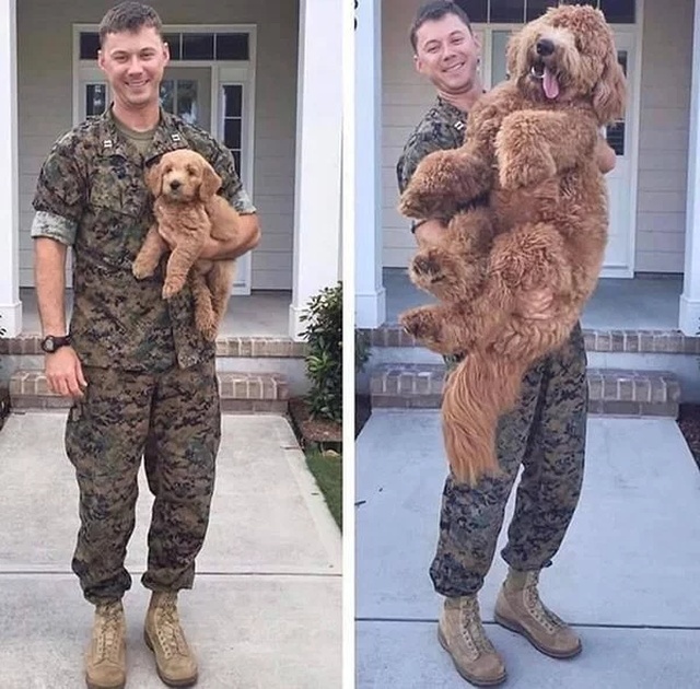 Puppies Become Dogs (29 pics)