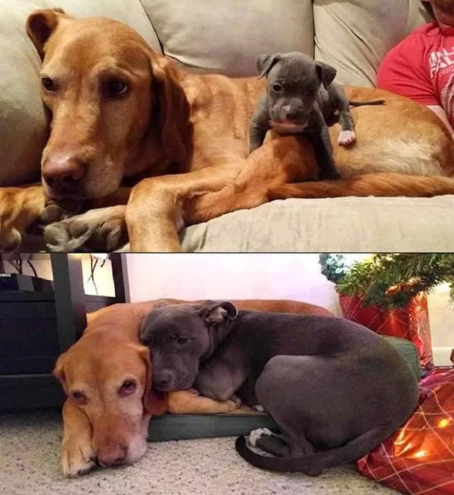 Puppies Become Dogs (29 pics)