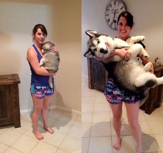 Puppies Become Dogs (29 pics)