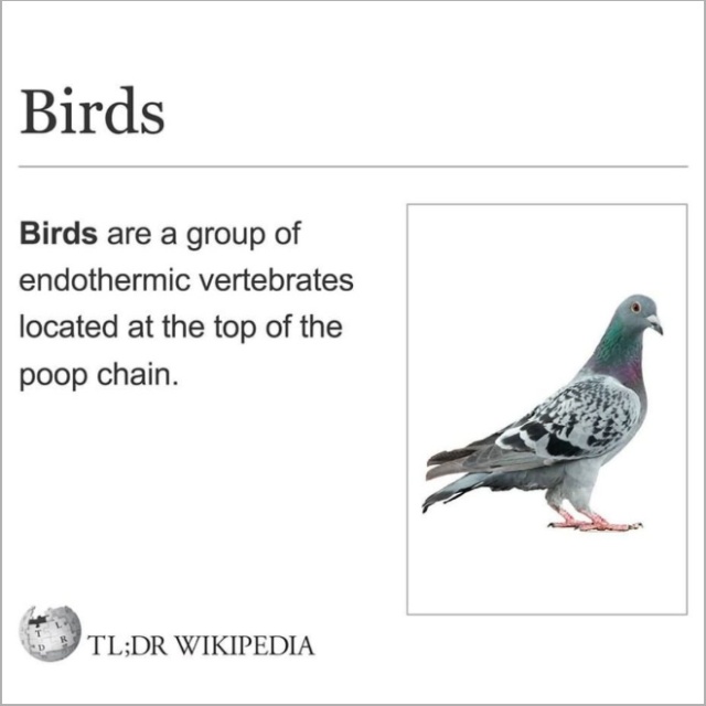 TL;DR Wikipedia For Lazy People (15 pics)