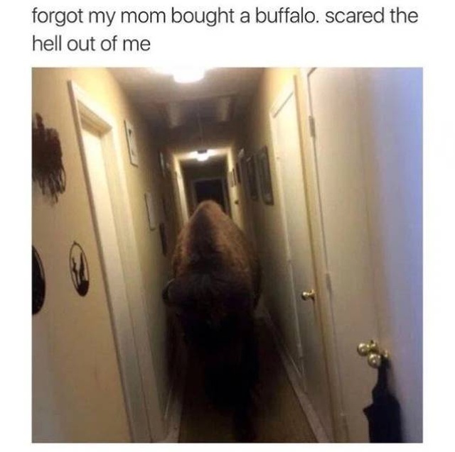 Those Are Funny (48 pics)
