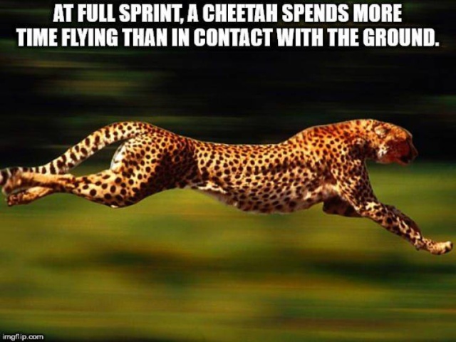 Interesting Facts (50 pics)