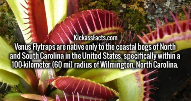 Interesting Facts (50 pics)