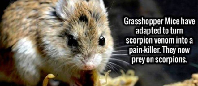 Interesting Facts (50 pics)