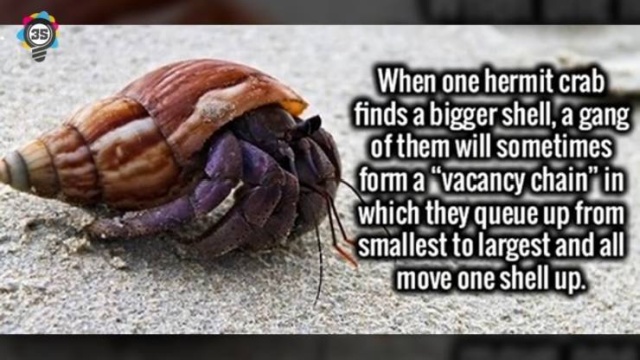 Interesting Facts (50 pics)