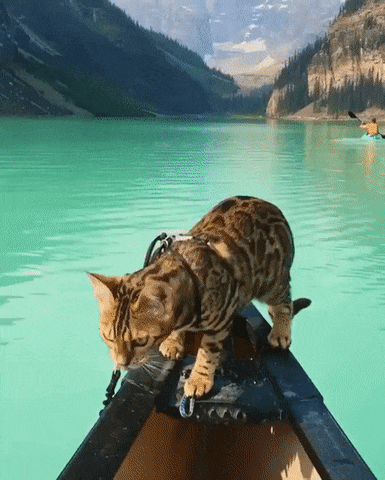 Acid Gifdump, February 14 (25 gifs)