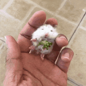 Acid Gifdump, February 14 (25 gifs)