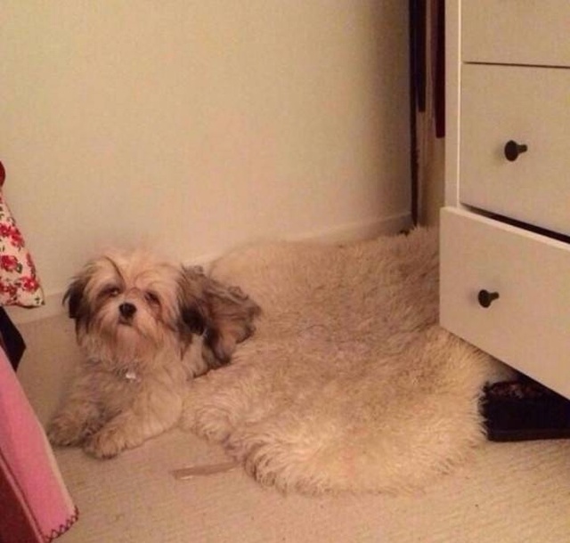 It Doesn't Look Right (33 pics)