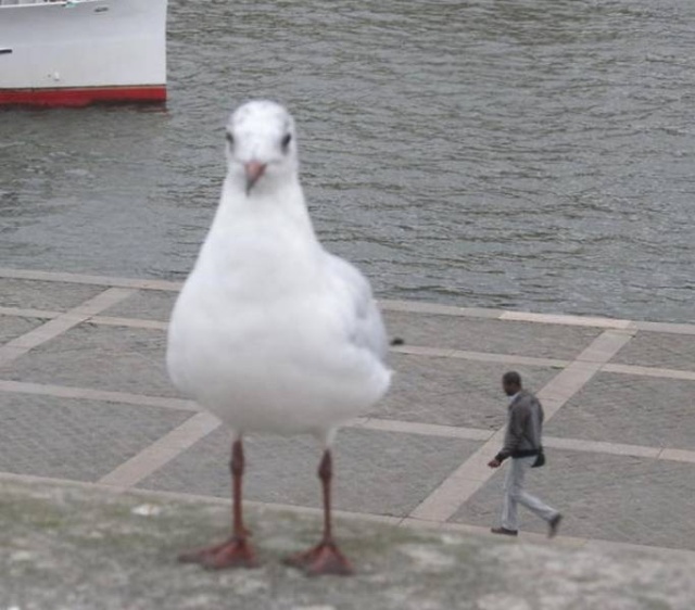 It Doesn't Look Right (33 pics)