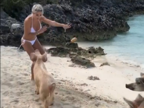Instagram Model Michelle Lewin Gets Bitten By Pig In Bahamas