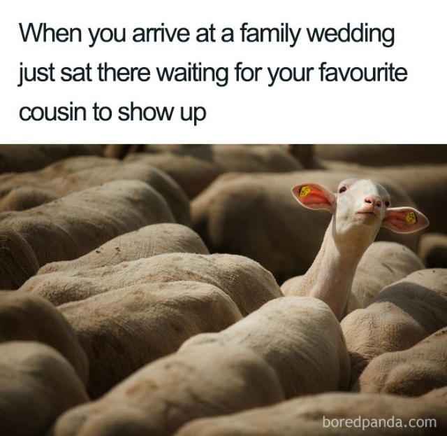 Wedding Memes. Part 2 (25 pics)