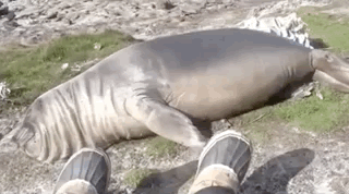 I Must Go, My People Need Me (17 gifs)