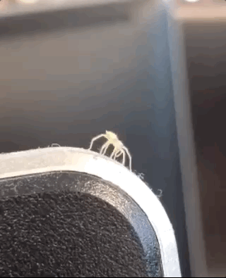I Must Go, My People Need Me (17 gifs)