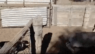 I Must Go, My People Need Me (17 gifs)