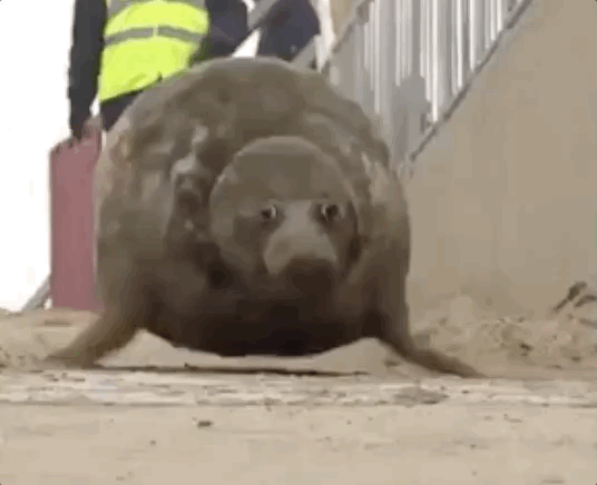 I Must Go, My People Need Me (17 gifs)