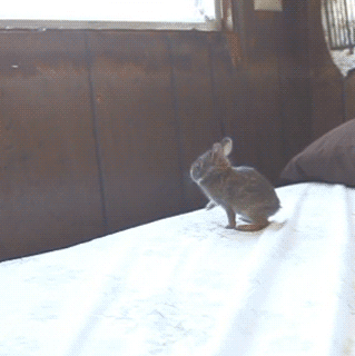 Acid Gifdump, February 15 (25 gifs)