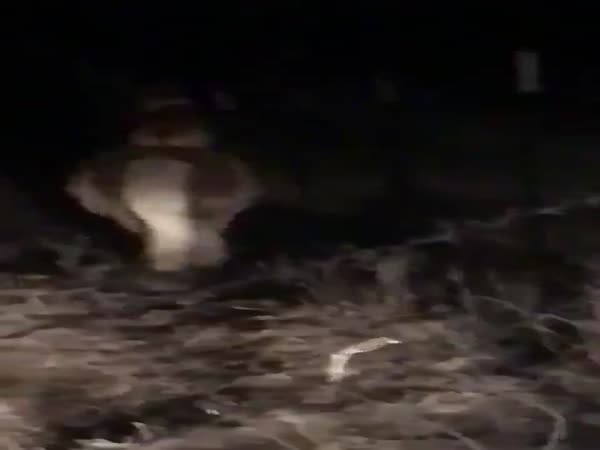 This Corgi Is An Adventurous One