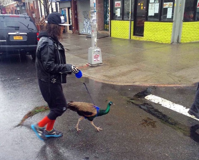 Extreme Hipsters (14 pics)