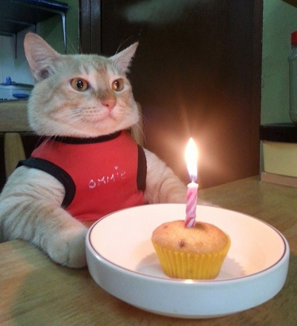 Pets Celebrating Their Birthdays (15 pics)