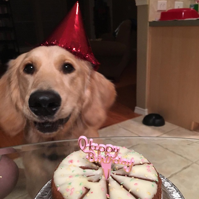 Pets Celebrating Their Birthdays (15 pics)