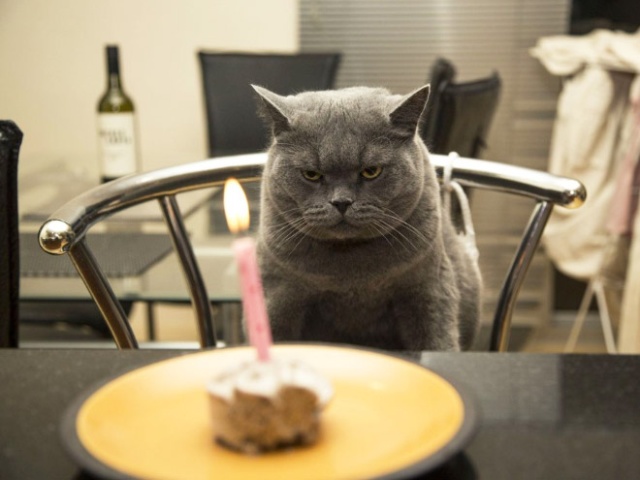 Pets Celebrating Their Birthdays 15 Pics