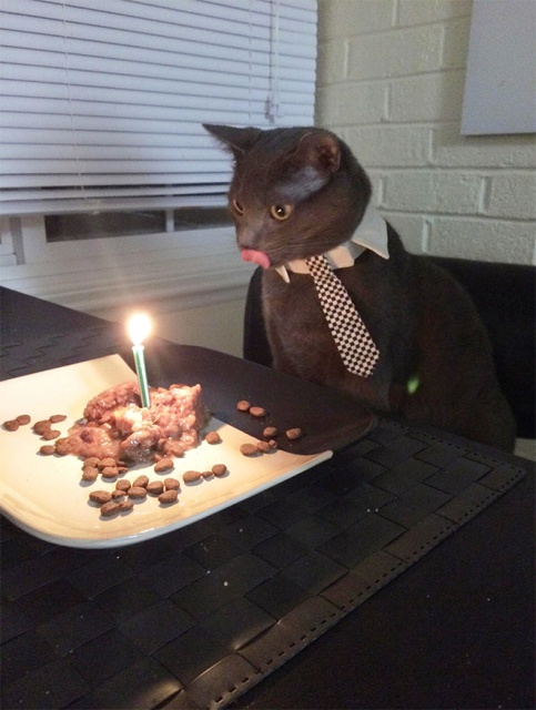 Pets Celebrating Their Birthdays (15 pics)
