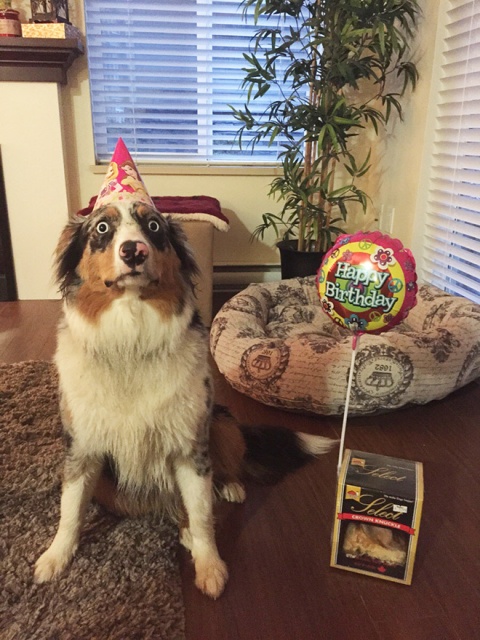 Pets Celebrating Their Birthdays (15 pics)