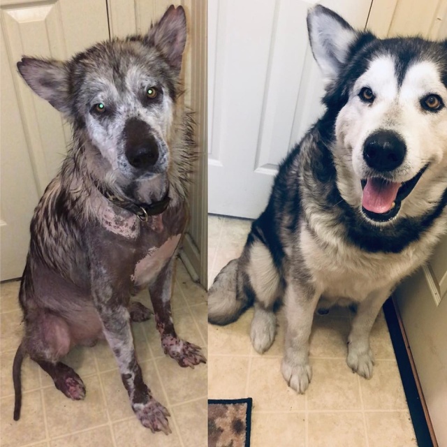 Before And After Adoption (5 pics)