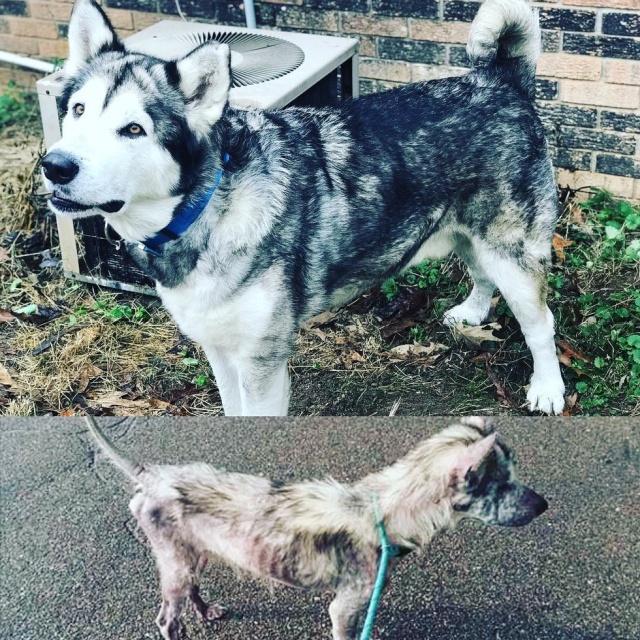 Before And After Adoption (5 pics)
