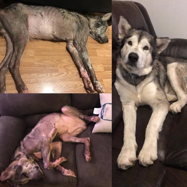Before And After Adoption (5 pics)