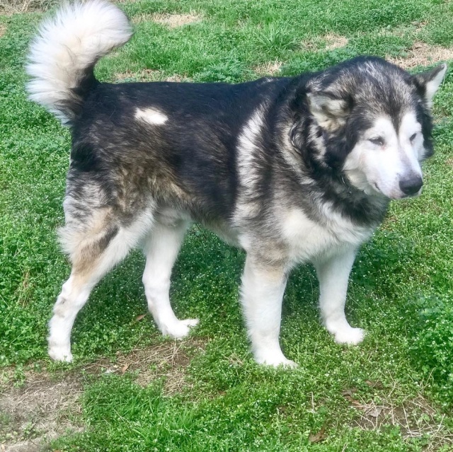 Before And After Adoption (5 pics)