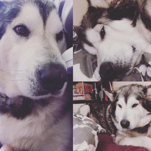 Before And After Adoption (5 pics)