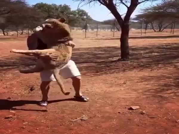 Lions Are Still Cuddly Cats, Just Bigger