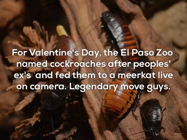 Interesting Facts (25 pics)