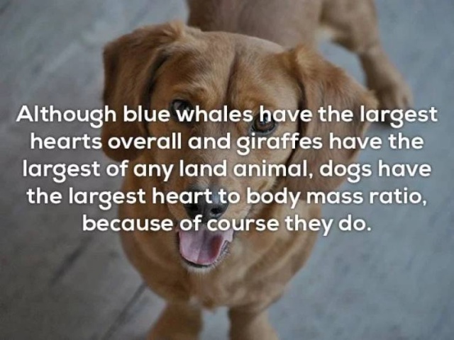 Interesting Facts (25 pics)