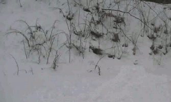 Acid Gifdump, February 19 (25 gifs)