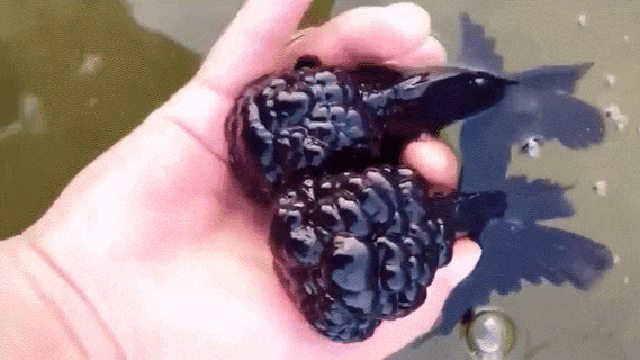 Acid Gifdump, February 19 (25 gifs)