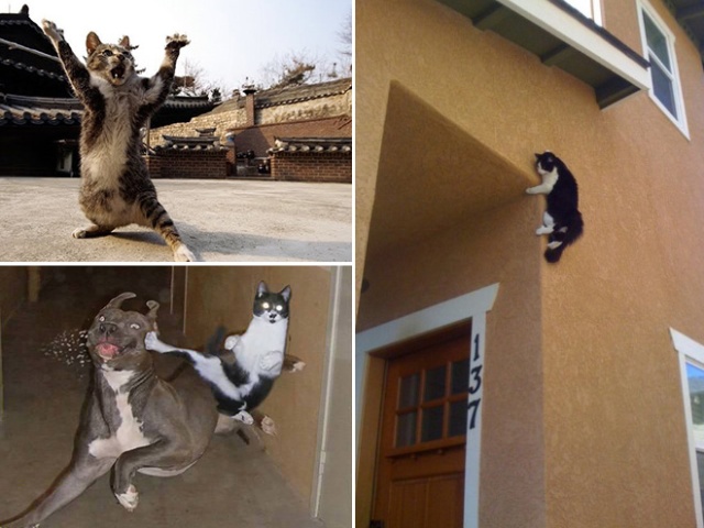Ninja Cats (15 kép)