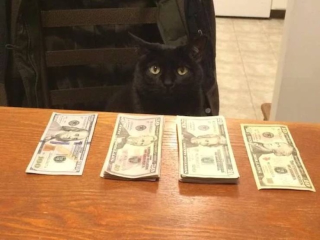 Cats And Money (30 pics)