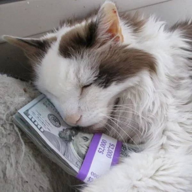 Cats And Money (30 pics)