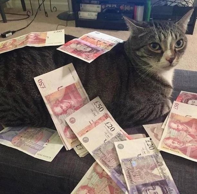 Cats And Money (30 pics)