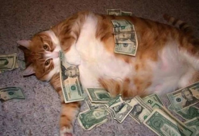 Cats And Money (30 pics)