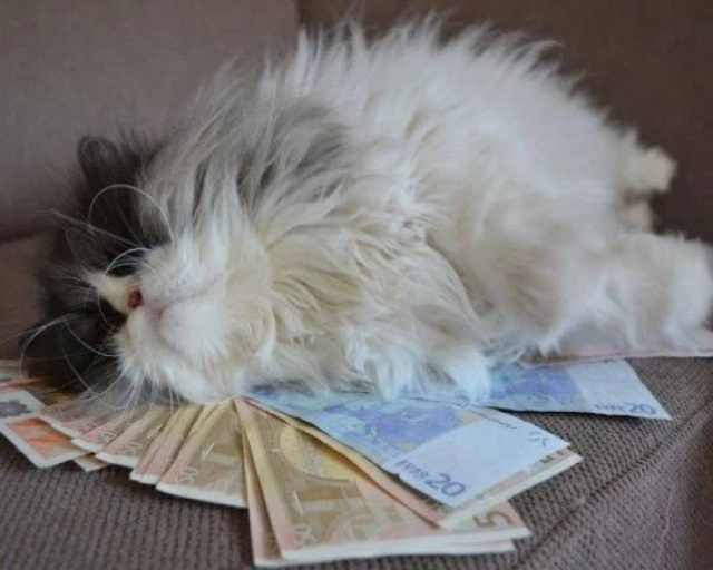 Cats And Money (30 pics)