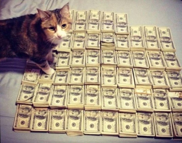 Cats And Money (30 pics)